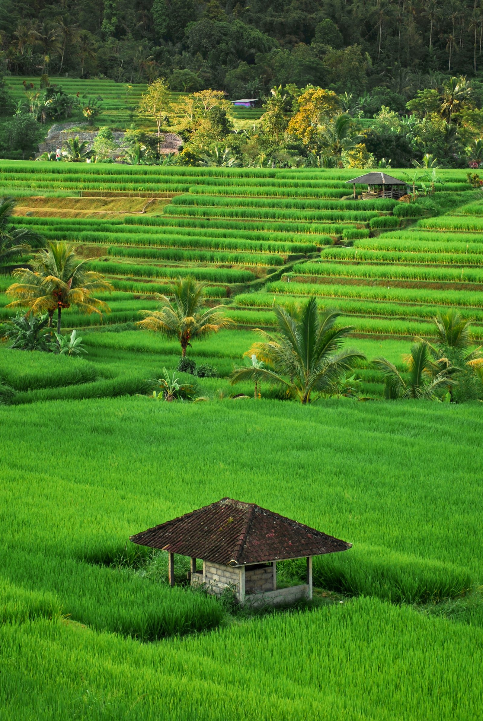 Bali Rice Paddies